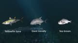 Ultimate Fishing Simulator - New Fish Species