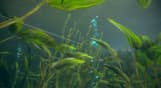 Ultimate Fishing Simulator 2 - Early Access