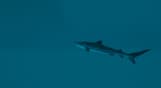 Ultimate Fishing Simulator 2 - Early Access