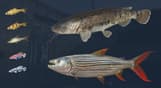 Ultimate Fishing Simulator - Kariba Dam DLC
