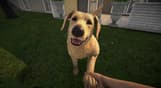 Pets Hotel