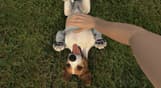 Pets Hotel