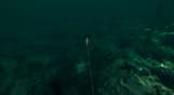 Ultimate Fishing Simulator - Florida DLC