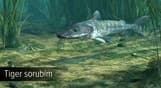 Ultimate Fishing Simulator - Amazon River DLC
