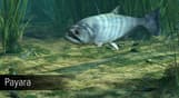 Ultimate Fishing Simulator - Amazon River DLC