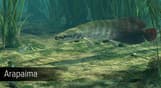 Ultimate Fishing Simulator - Amazon River DLC