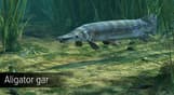Ultimate Fishing Simulator - Amazon River DLC