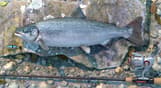 Professional Fishing: Sakura© Ryokan Spinning