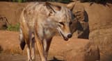 Planet Zoo: Americas Animal Pack