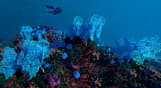 Ecosystem