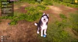 Animal Shelter 2