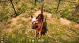 Animal Shelter 2