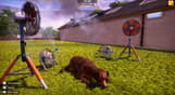 Animal Shelter 2