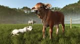 Farming Simulator 25 - Beans & Alpacas Expansion