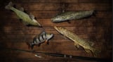 Professional Fishing: Catfish Kit