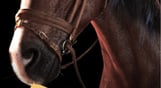 My Horse: Bonded Spirits