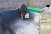 Animal Shelter - Vet Clinic DLC