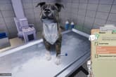 Animal Shelter - Vet Clinic DLC