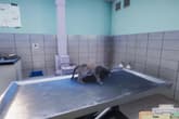Animal Shelter - Vet Clinic DLC