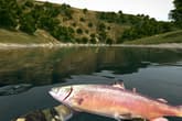 Ultimate Fishing Simulator