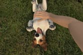 Pets Hotel