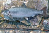 Professional Fishing: Sakura© Ryokan Spinning