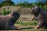 Planet Zoo: Zookeepers Animal Pack