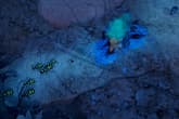 Empires of the Undergrowth - Exploding Ants