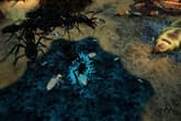 Empires of the Undergrowth - Exploding Ants