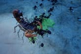 Empires of the Undergrowth - Exploding Ants