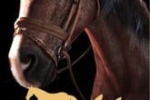 My Horse: Bonded Spirits