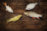 Professional Fishing: Sakura© Ryokan Spinning
