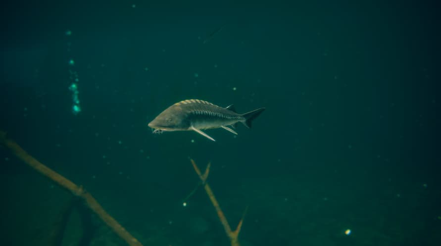 Ultimate Fishing Simulator 2 - Early Access