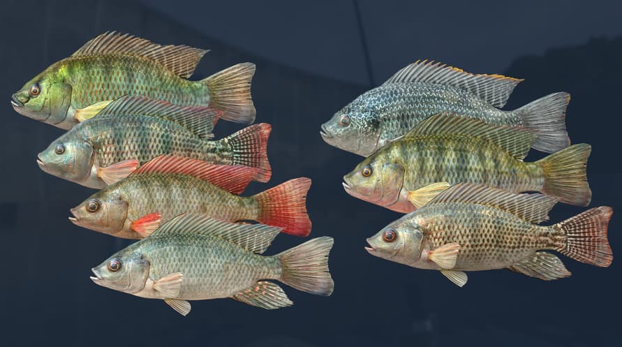 Ultimate Fishing Simulator - Kariba Dam DLC