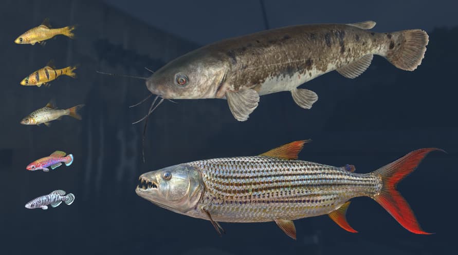 Ultimate Fishing Simulator - Kariba Dam DLC