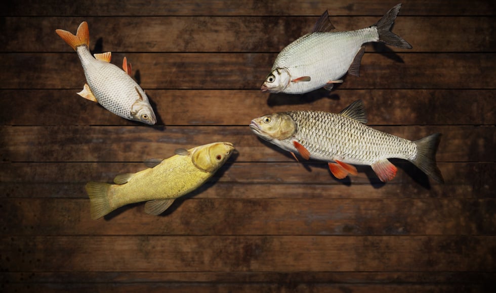Professional Fishing: Sakura© Ryokan Spinning